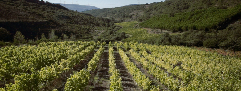 Um Terroir Único